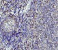 Anti-APOBEC3G Antibody Picoband™ (monoclonal, 6C2)